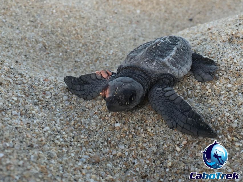 Baby Turtle Release - Cancellation Policy