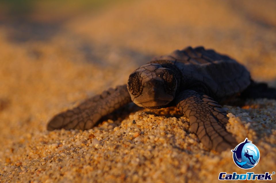 Baby Turtle Release - Frequently Asked Questions
