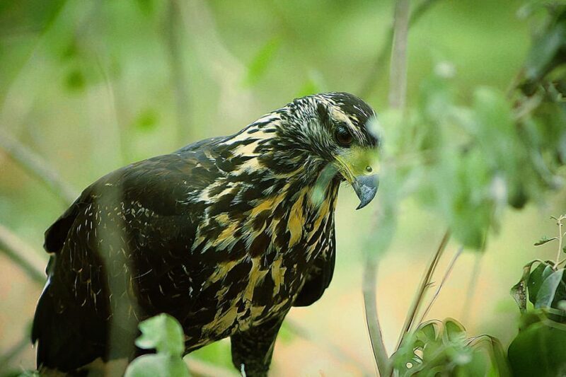 Bacalar: Calakmul Ruins Day Trip with a Stop In The Jungle - The Sum Up: Is This Tour Right for You?