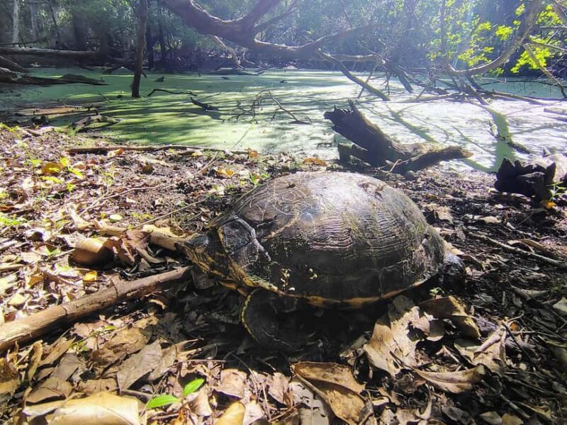 Bacalar: Calakmul ruins tour jungle and the bat volcano.. - The Sum Up