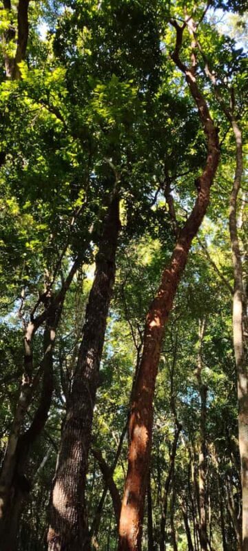 Bacalar: Ichkabal mayan temples & boat tour. - Final Thoughts