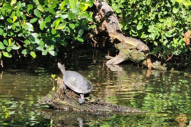 Backwater Wildlife and Boat Tour - The Experience and Who It’s Perfect For