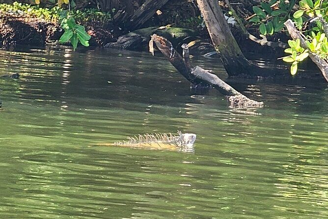 Backwater Wildlife and Boat Tour - Frequently Asked Questions