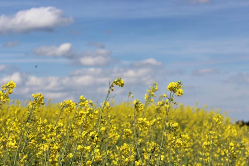 Bad Wörishofen: Fascia Walking - Learning and Benefits