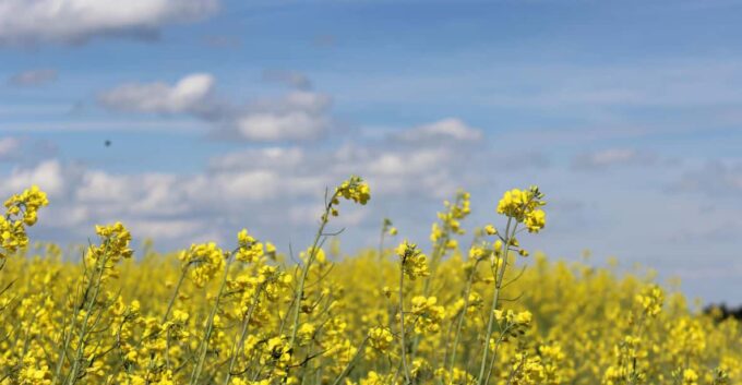 Bad Wörishofen: Fascia Walking - Pricing and Cancellation