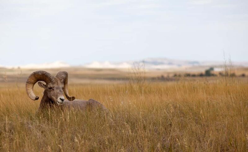 Badlands National Park: Private Bike/E-Bike Tour with Lunch - The Sum Up