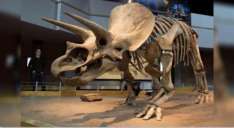 Badlands Tour: Drumheller with Museum, Hoodoos & Dinosaurs - Additional Considerations