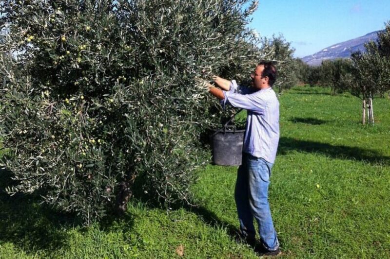 Baglio Florio Adamo: Oil Tasting - Key Points