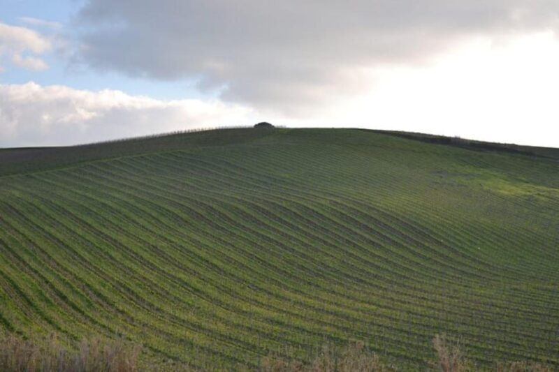 Baglio Florio Adamo: Oil Tasting - Explore the Lush Olive Groves