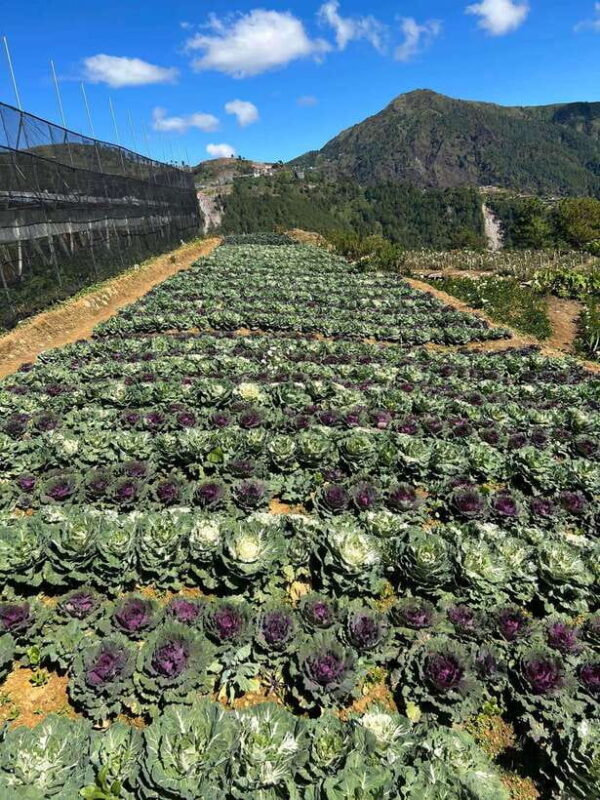 BAGUIO: Culture and Heritage Tour 2D1N - What Does the Price of $431 Cover? Is It Worth It?