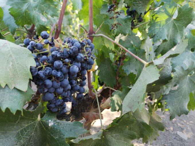 Bahá'í Temple, Winery and Lapis Lazuli + Private Transport - Customer Reviews