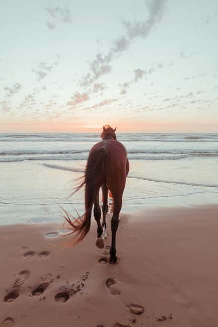 Bahamas: Horseback Riding Adventure on Beaches & Trails - Key Points