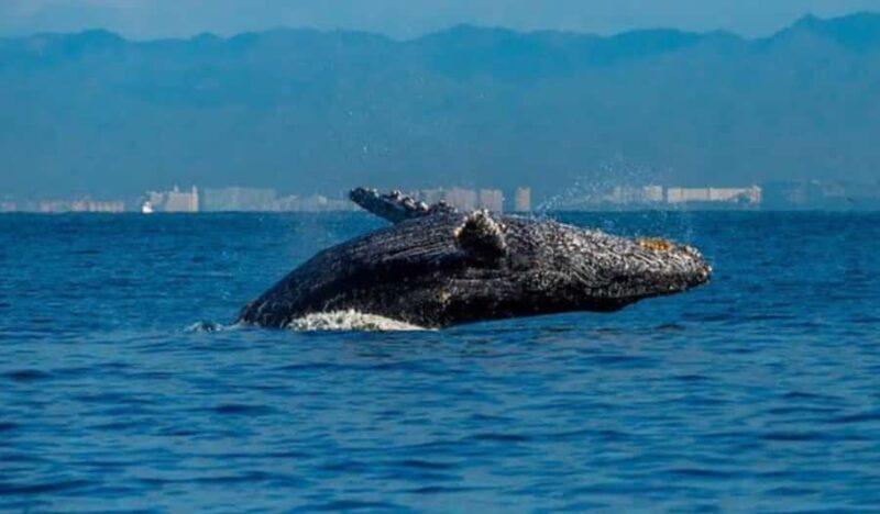 Bahía de Banderas: Whale Watching and Snorkeling Tour - Practical Details and Considerations