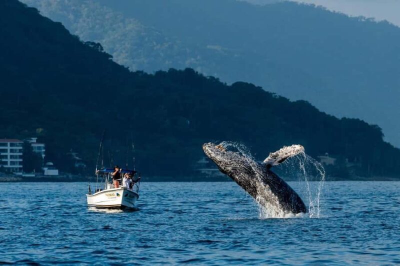 Bahía de Banderas: Whale Watching and Snorkeling Tour - FAQ