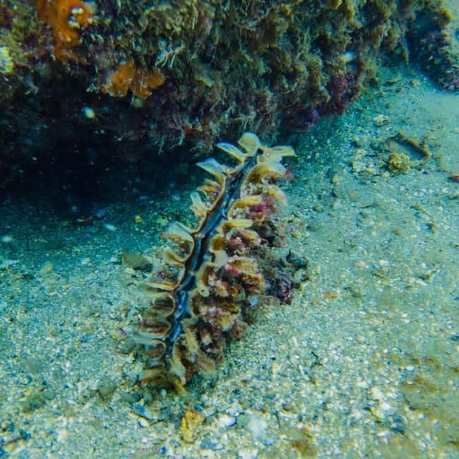 Baia Archaeological Park: underwater tours, snorkeling, try scuba diving. - Introduction: A Unique Underwater Adventure