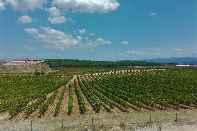 Bairrada Winery Route Experience, Full-Day From Coimbra - Ratings and Reviews