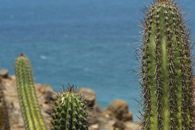 Baja UTV Adventure Canyon Exploration and Tequila Tasting - FAQ