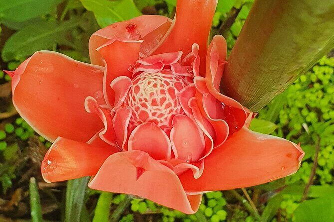 Bajan Nature Art Tour: Flower Forest, Pottery and Cave Adventure - Key Points