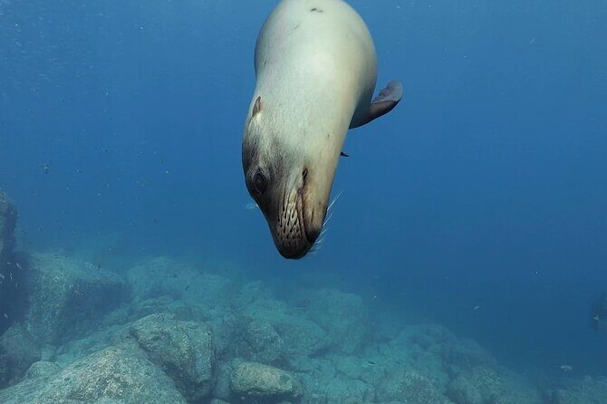 Balandra Beach and Sea Lions Private Tour - An Introduction to the Experience