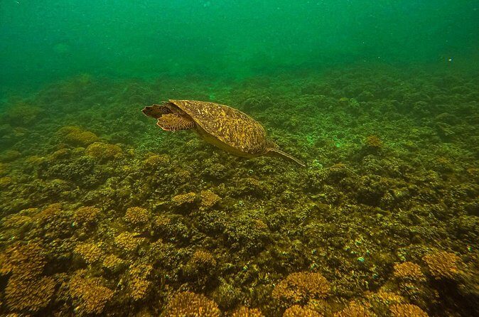 Balandra Beach Escape Snorkel & Wildlife Roundtrip Pichilingue - FAQs