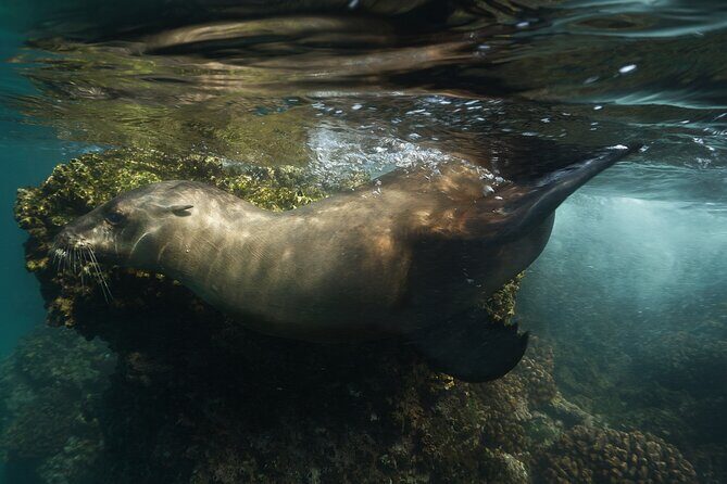 Balandra Private Boat Tour - Who Should Consider This Tour?