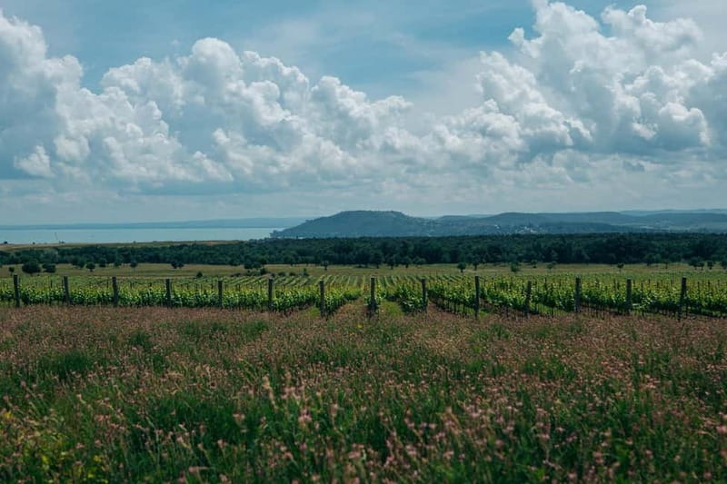 Balatonfüred: Zelna Wine Bistro Tasting Experience - FAQ  