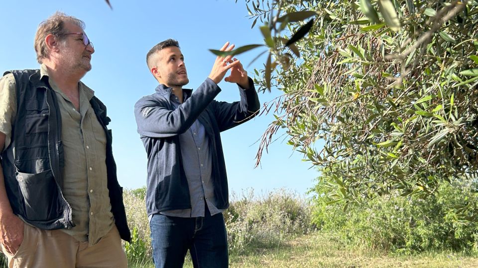 Balestrate: Olive Grove Tour With Wines & Olive Oil Tasting - Experience Highlights