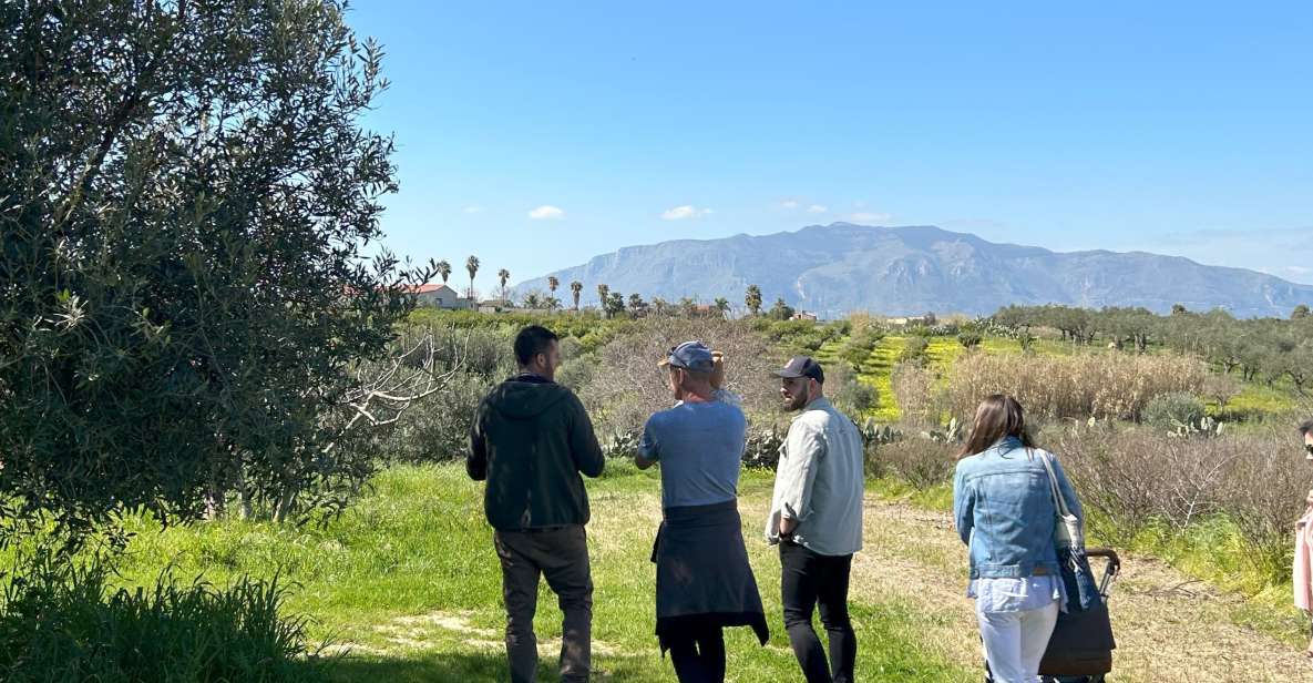 Balestrate: Olive Grove Tour With Wines & Olive Oil Tasting - Inclusions
