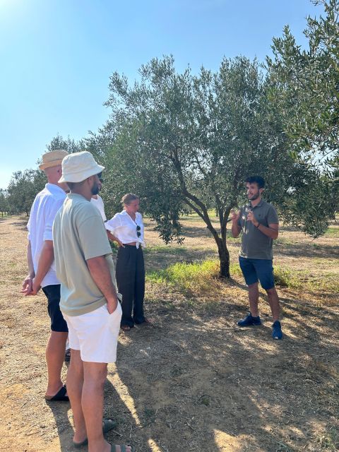 Balestrate: Olive Grove Tour With Wines & Olive Oil Tasting - Customer Reviews