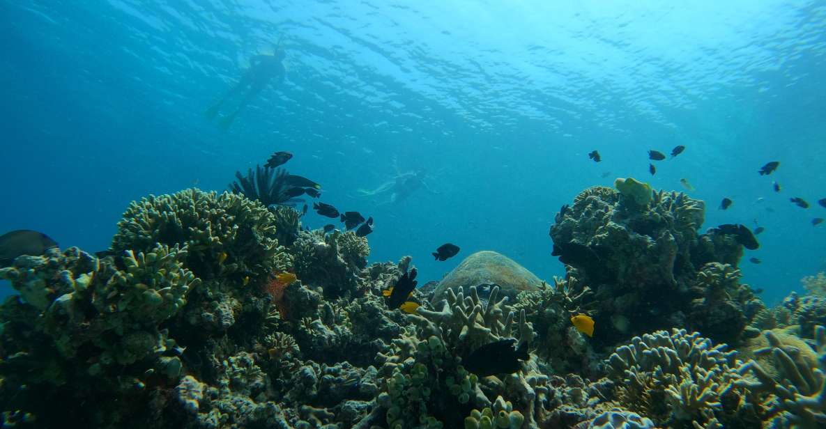 Bali: 2 Spot Snorkeling, The Monkey Bar & Best Waterfalls - Activity Details