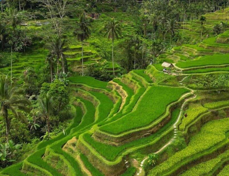 Bali: 3-Day Private Must-Do Highlights Nature & Culture Tour - Key Points