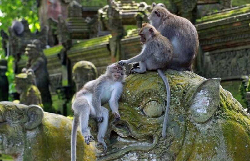 Bali Adventure: ATV Ride & Sacred Monkey Forest Experience - Final Thoughts: Who Is This Tour Best For?