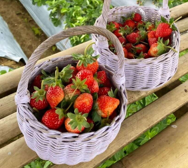 Bali: Agricultural Adventure Private Tour - Key Points