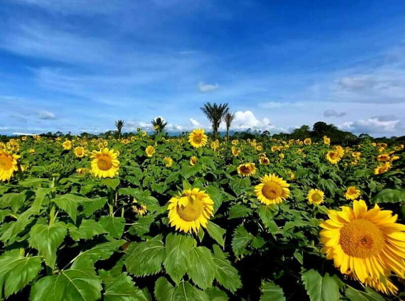 Bali: Agricultural Adventure Private Tour - An Overview of the Bali Agricultural Adventure Private Tour