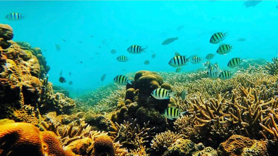 Bali: Amed, Jemeluk & Lipah Beach Snorkeling Adventure - Peaceful Coral Gardens at Bunutan