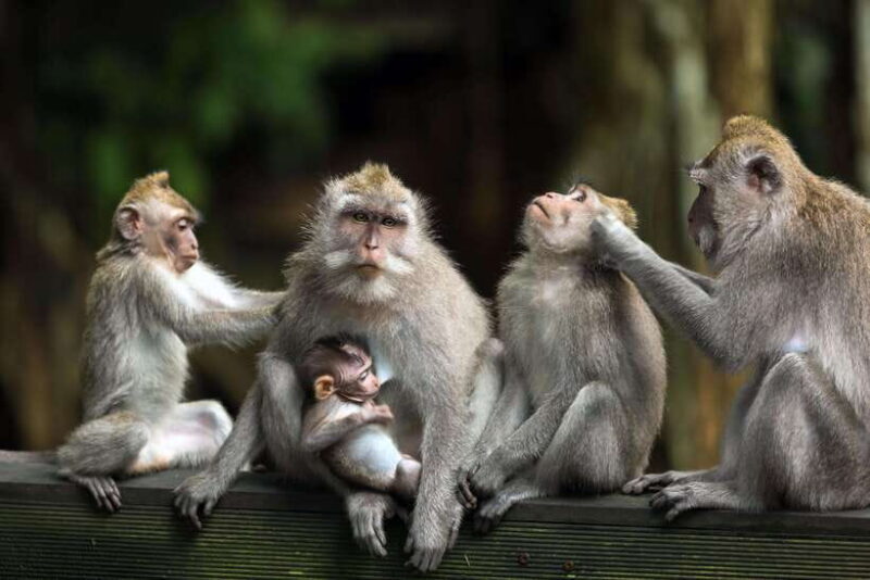 Bali: ATV, Water Rafting, and Monkey Forest Tour - Final Thoughts