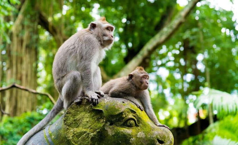 Bali: Ayung River Rafting with Ubud Tour and Lunch - The Sum Up
