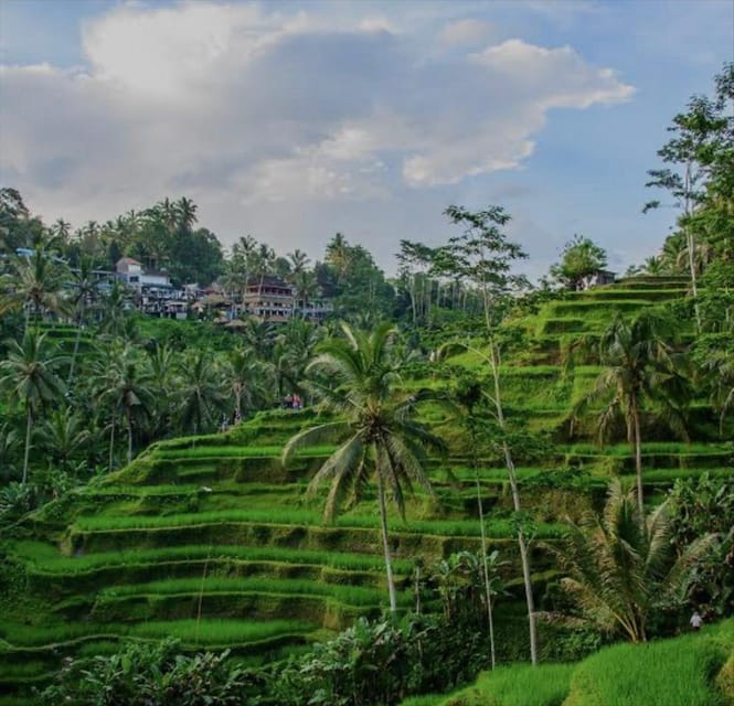 Bali: Bali Swing, Monkey Forest, Rice Terrace, Waterfall - Good To Know
