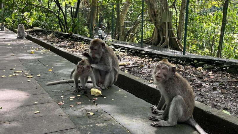 Bali: Batuan temple, Monkey Forest, Kato Lampo waterfall - Analyzing the Value and Experience