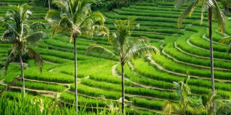 Bali: Bedugul Private Tour with Driver-Guide - What Might Be a Drawback?  