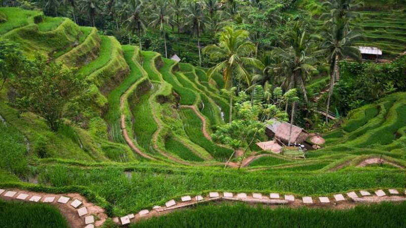 Bali: Bedugul Private Tour with Driver-Guide - Authenticity and Value
