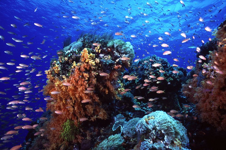 Bali Benoa: Lembongan Reef & Water Activities Day Cruise - Water Activities Offered
