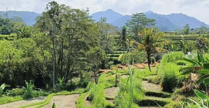 Bali: Besakih Temple and Sidemen Tour - Inclusions