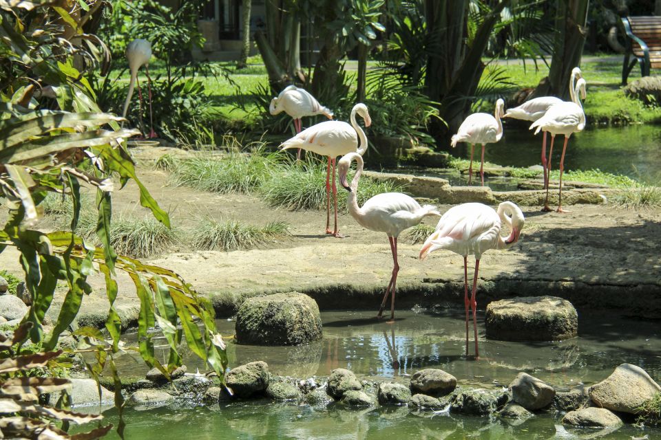 Bali Bird Park: 1-Day Admission Ticket - Key Points