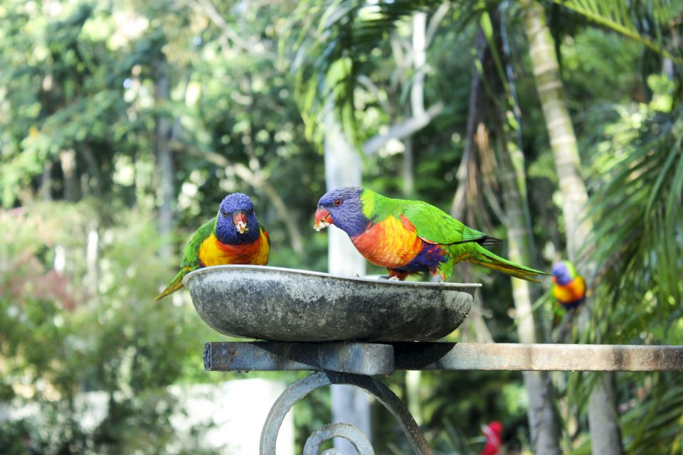 Bali Bird Park: 1-Day Admission Ticket - Admission Ticket Details