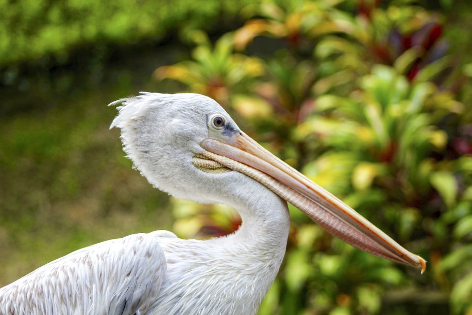 Bali Bird Park: 1-Day Admission Ticket - Feeding Times and Shows