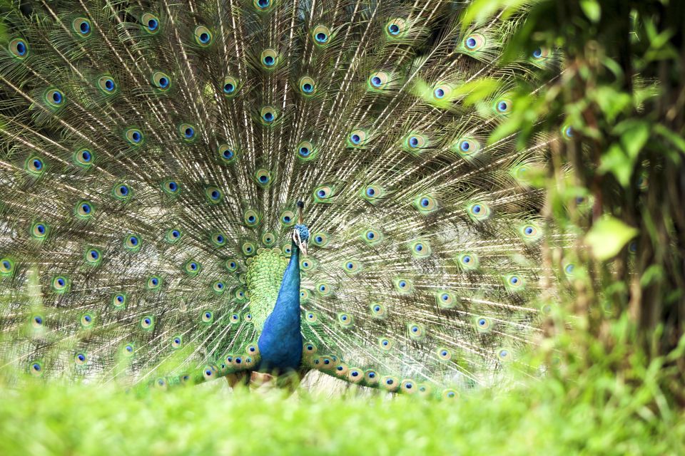 Bali Bird Park: 1-Day Admission Ticket - Location and Directions