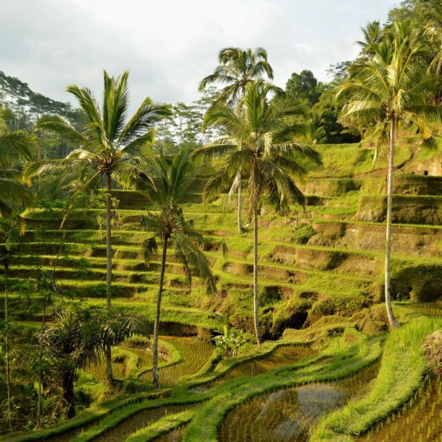 Bali Bliss: Dolphin Lovina Private Expedition - Itinerary Options