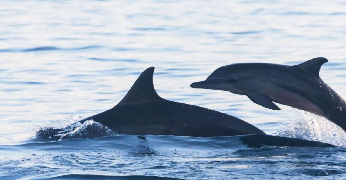 Bali Bliss: Dolphin Lovina Private Expedition - Mobility Considerations