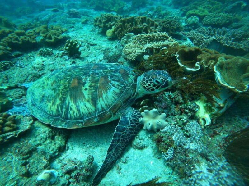 Bali: Blue Lagoon and Tanjung Jepun Snorkeling Tour - Key Points